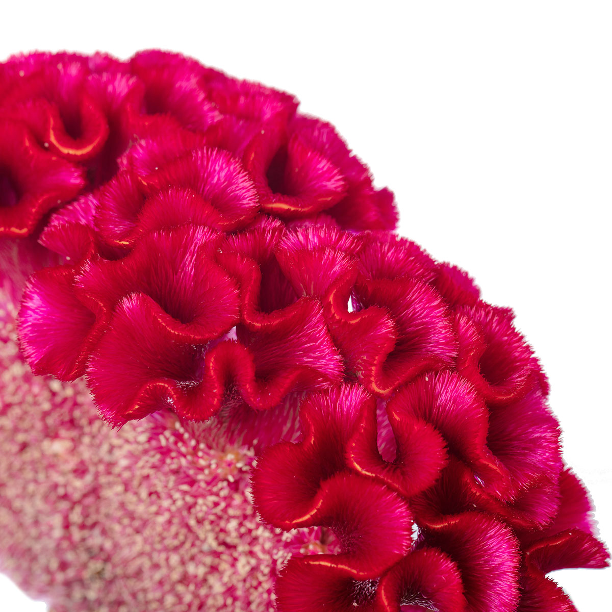 Celosia Act Dara Velvet - Product onThursd