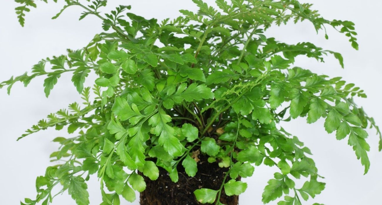 asplenium-parvati-green-indoor-plant-on-thursd-header