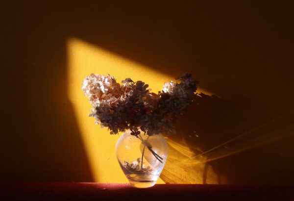 maria ionova unsplash - scorched earth inspired photo - hydrangeas - on thursd