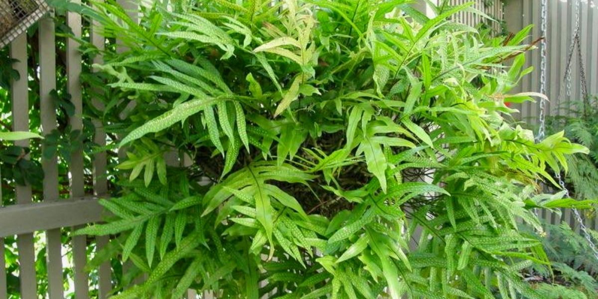 microsorum-diversifolium-air-so-pure-plants-on-thursd-header