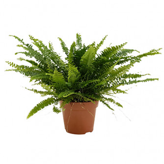 Nephrolepis Green Lady