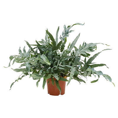 Bunnik Plants - Grower featured on Thursd