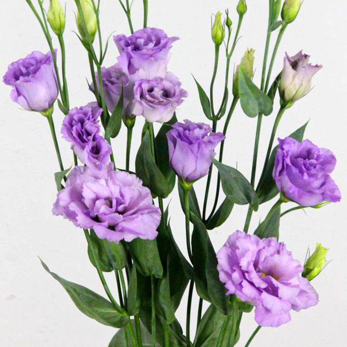 Lisianthus Corelli Lavender Product Onthursd