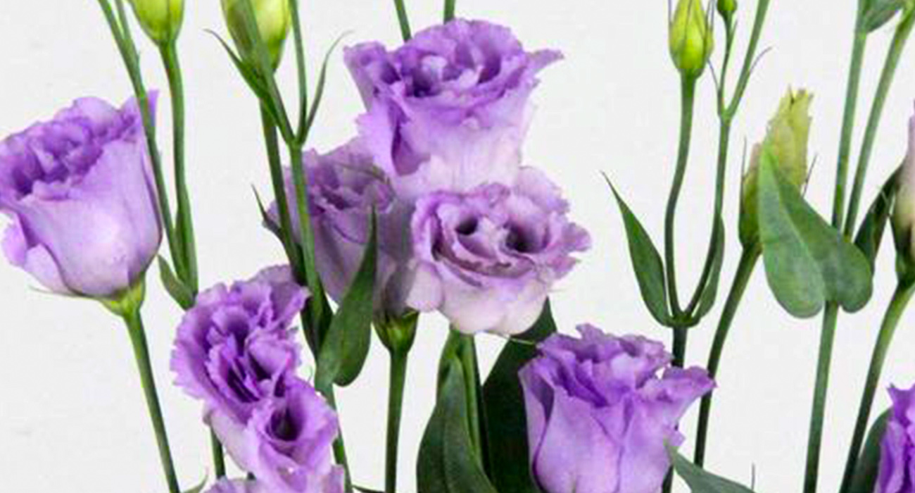 lisianthus-corelli-lavender-cut-flower-on-thursd-header