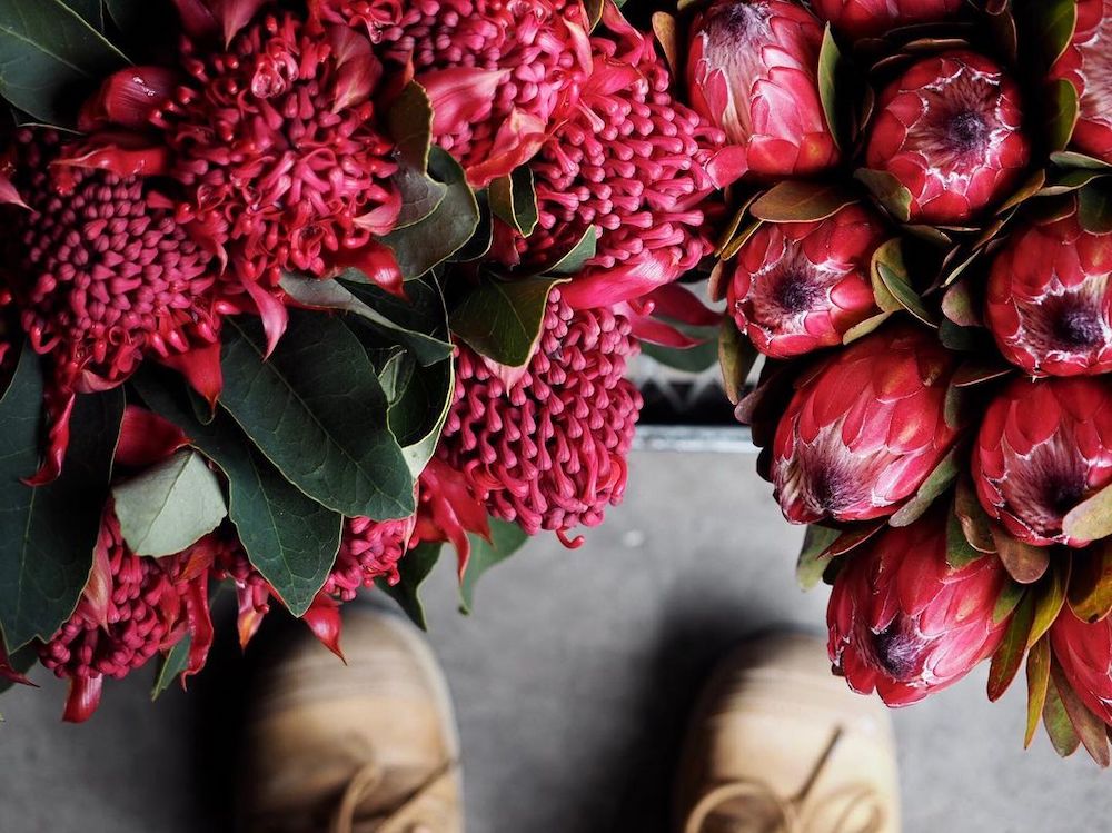 The Waratah is the Perfect Addition to This Season's Floral Designs Protea