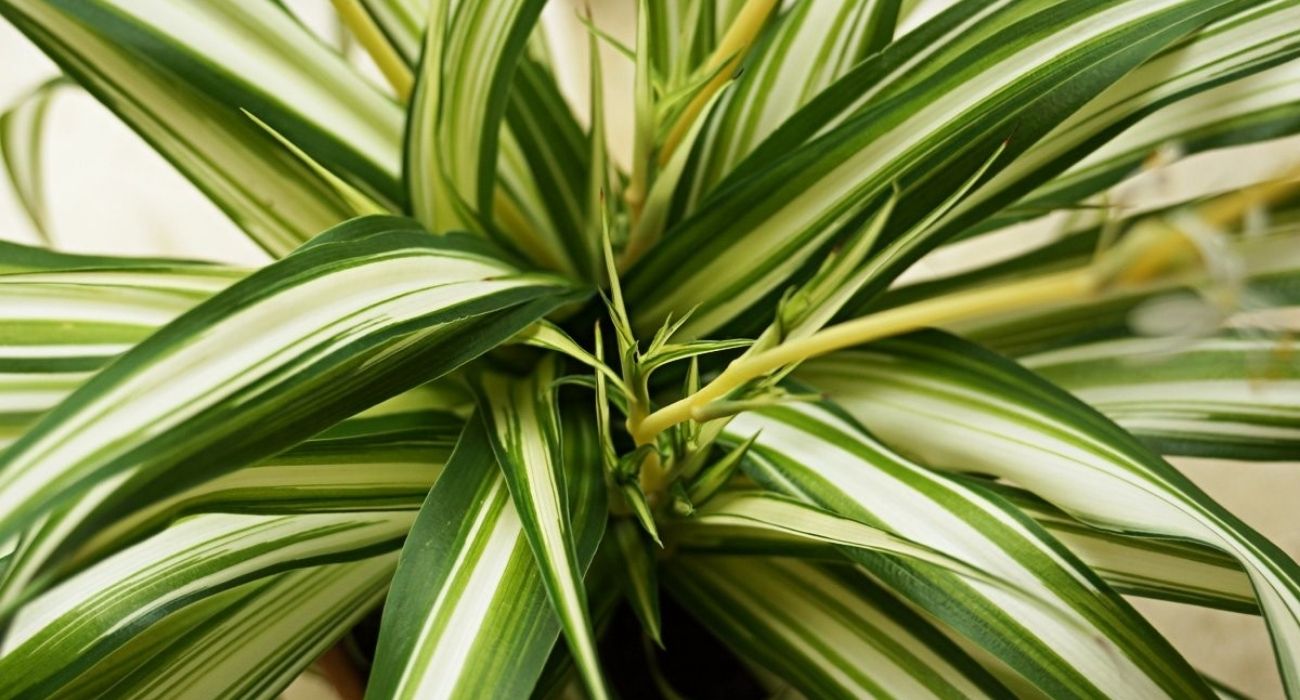 chlorophytum-comosum-vittatum-green-indoor-plant-on-thursd-header