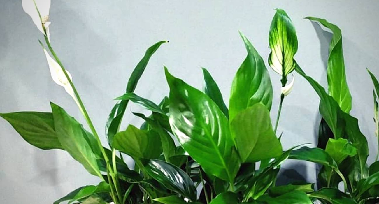 spathiphyllum-chopin-flowering-indoor-plant-on-thursd-header
