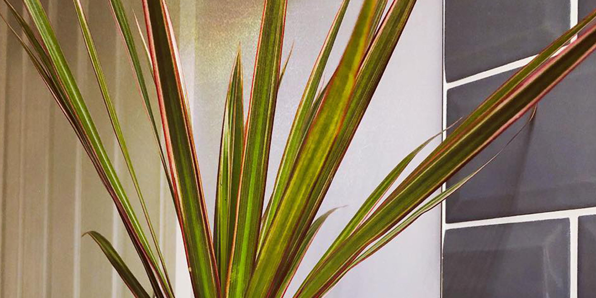 dracaena-marginata-bicolor-indoor-plant-on-thursd-header