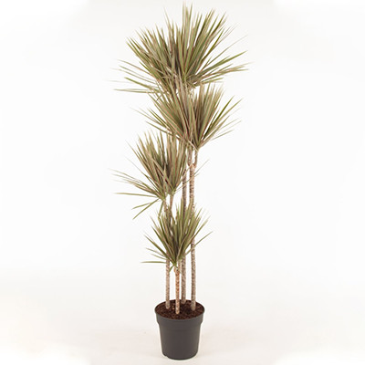 Dracaena Marginata Bicolor - Product on Thursd