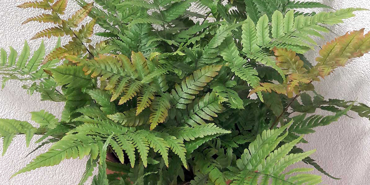 dryopteris-erythrosora-indoor-green-plant-on-thursd-header