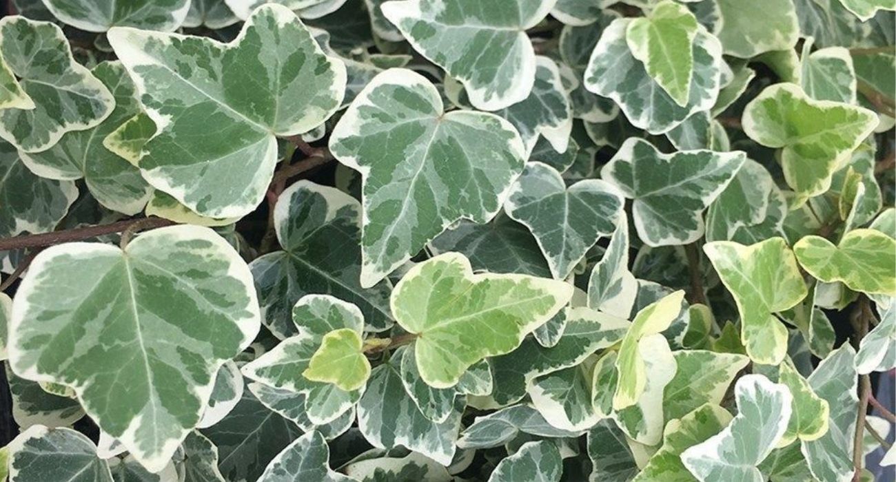 hedera-white-wonder-green-indoor-plant-on-thursd-header