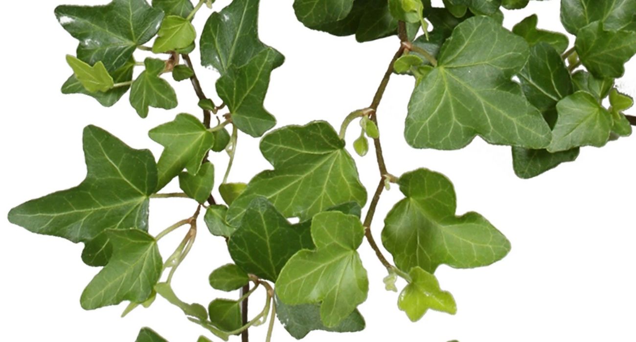 hedera-wonder-green-indoor-plant-on-thursd-header
