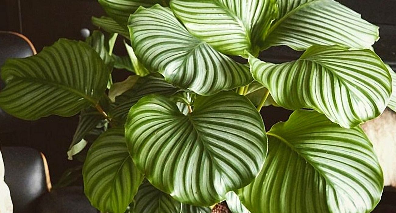 calathea-orbifolia-green-indoor-plant-on-thursd-header
