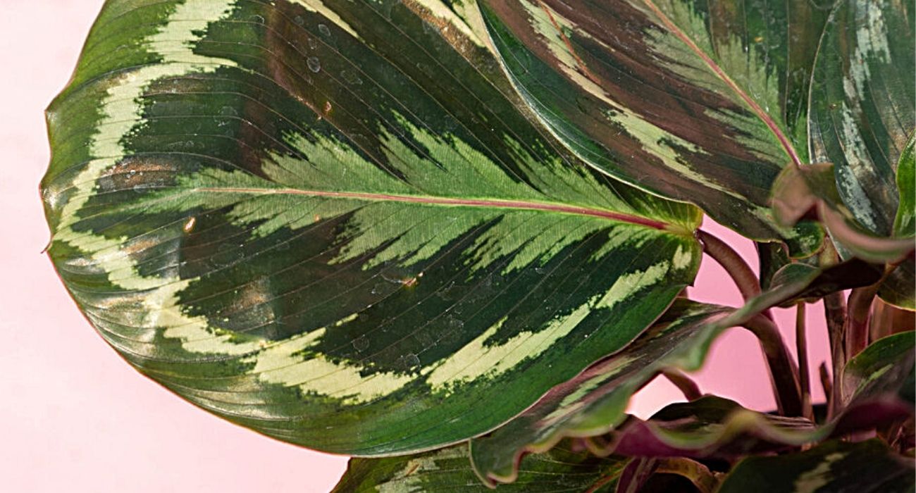 calathea-medallion-green-indoor-plant-on-thursd-header