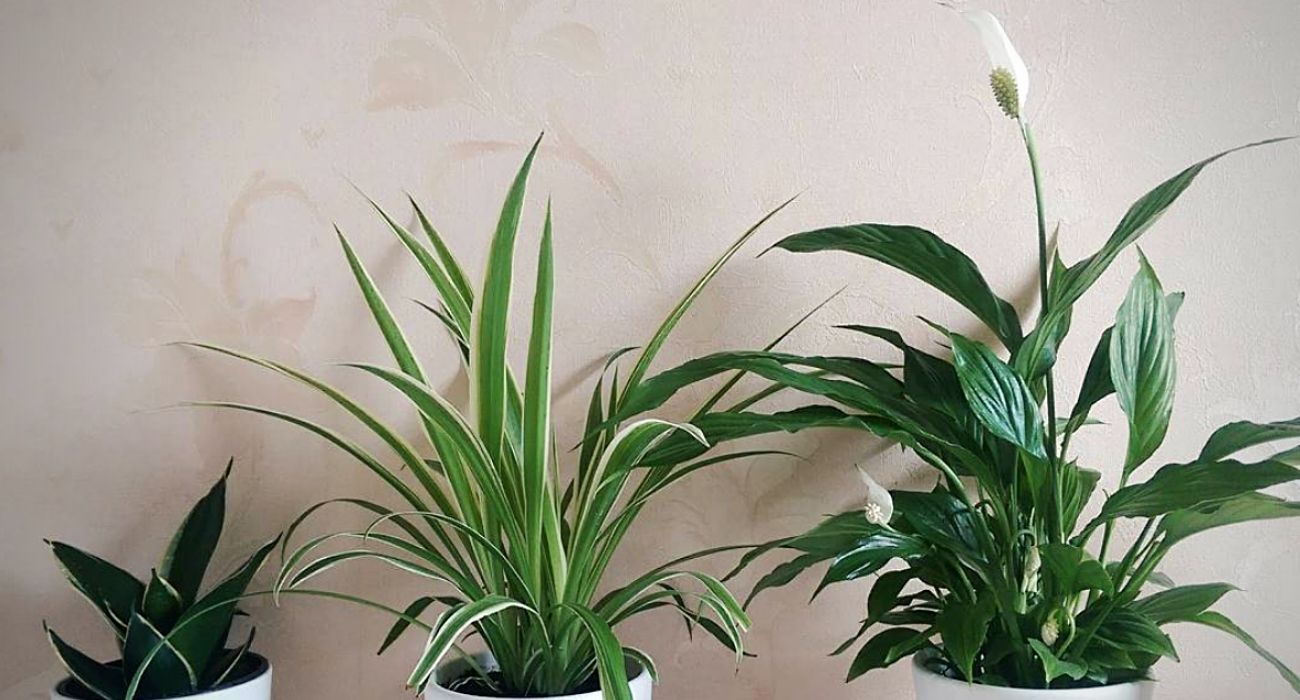 spathiphyllum-strauss-flowering-indoor-plant-on-thursd-header