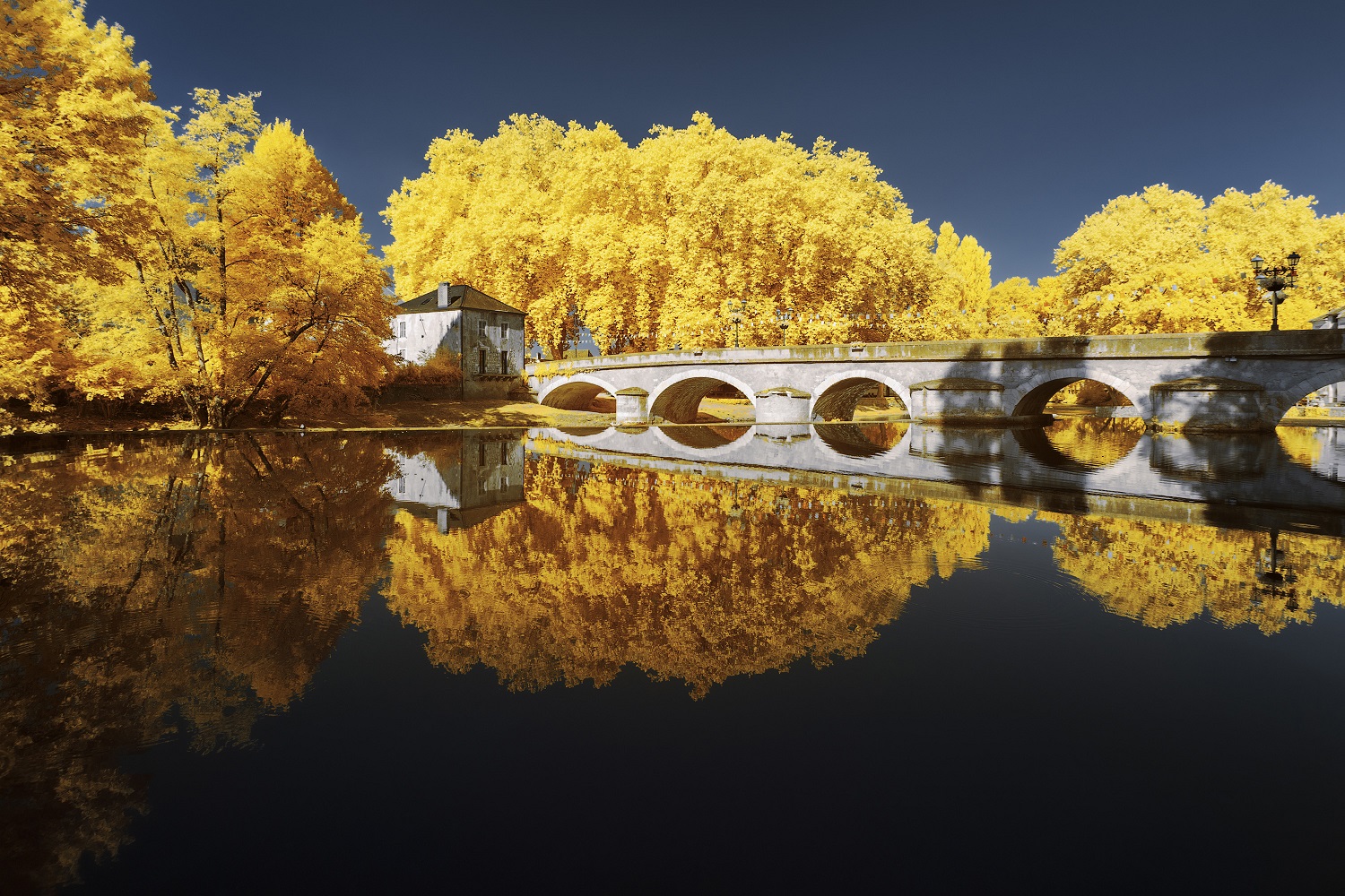 Nature in Yellow