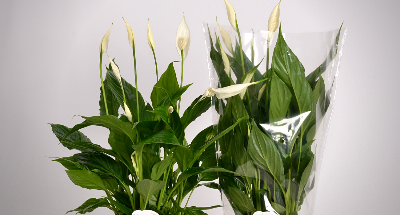 spathiphyllum-torelli-flowering-indoor-plant-on-thursd-header