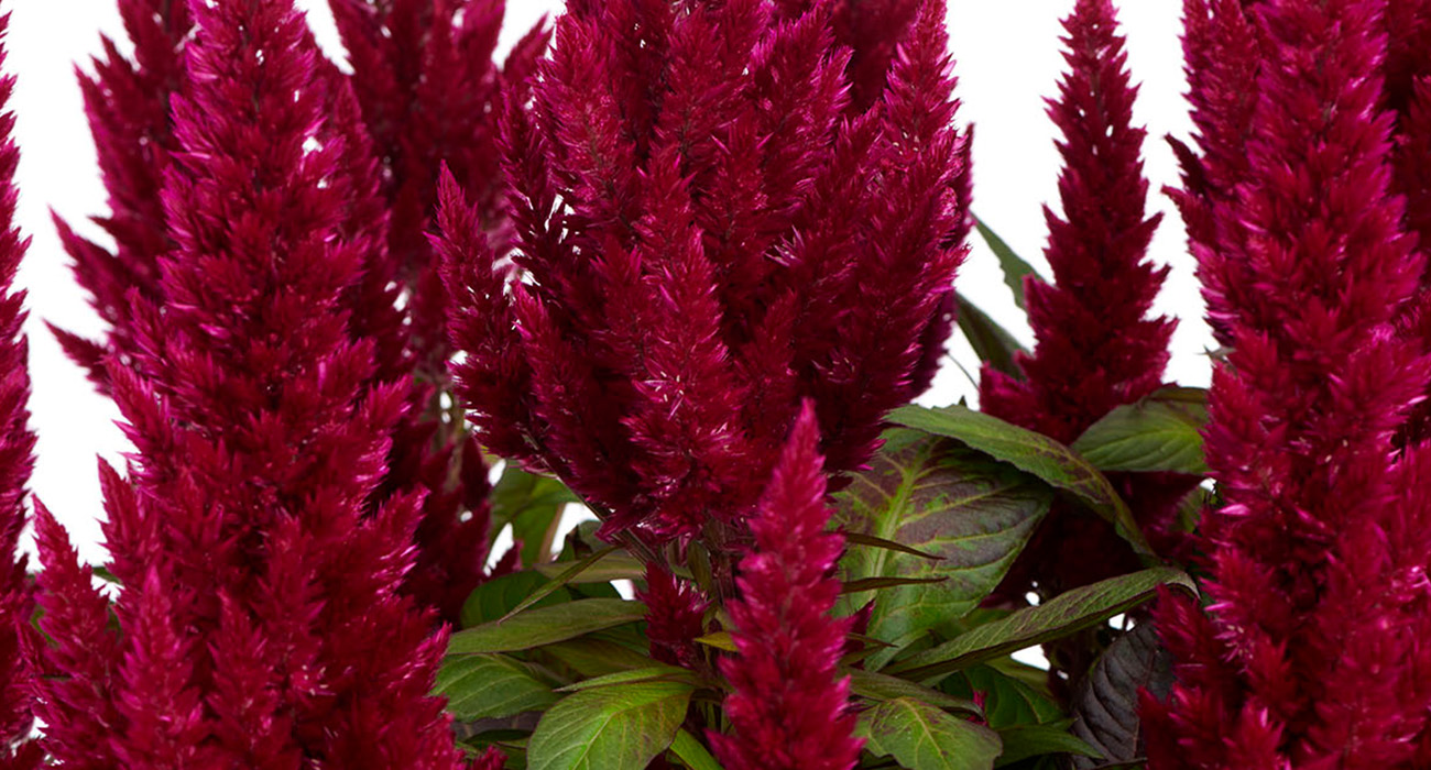 celosia-xxl-purple-plant-on-thursd-header