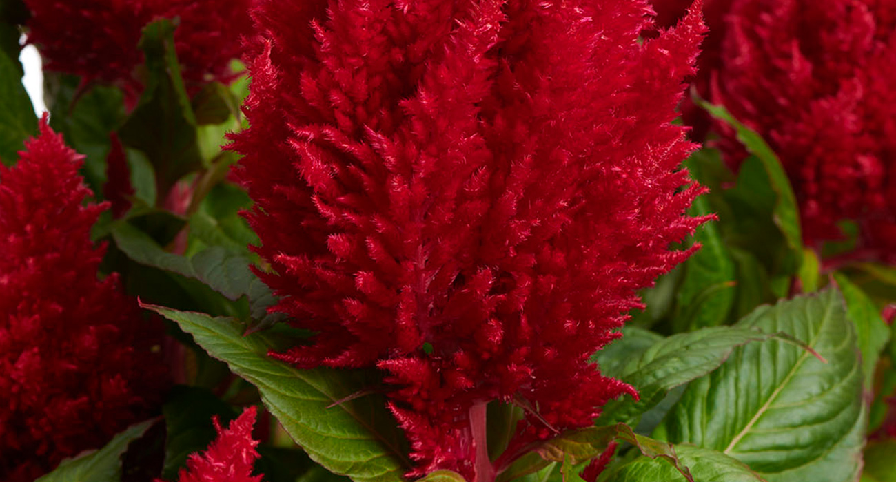 celosia-xxl-red-plant-on-thursd-header