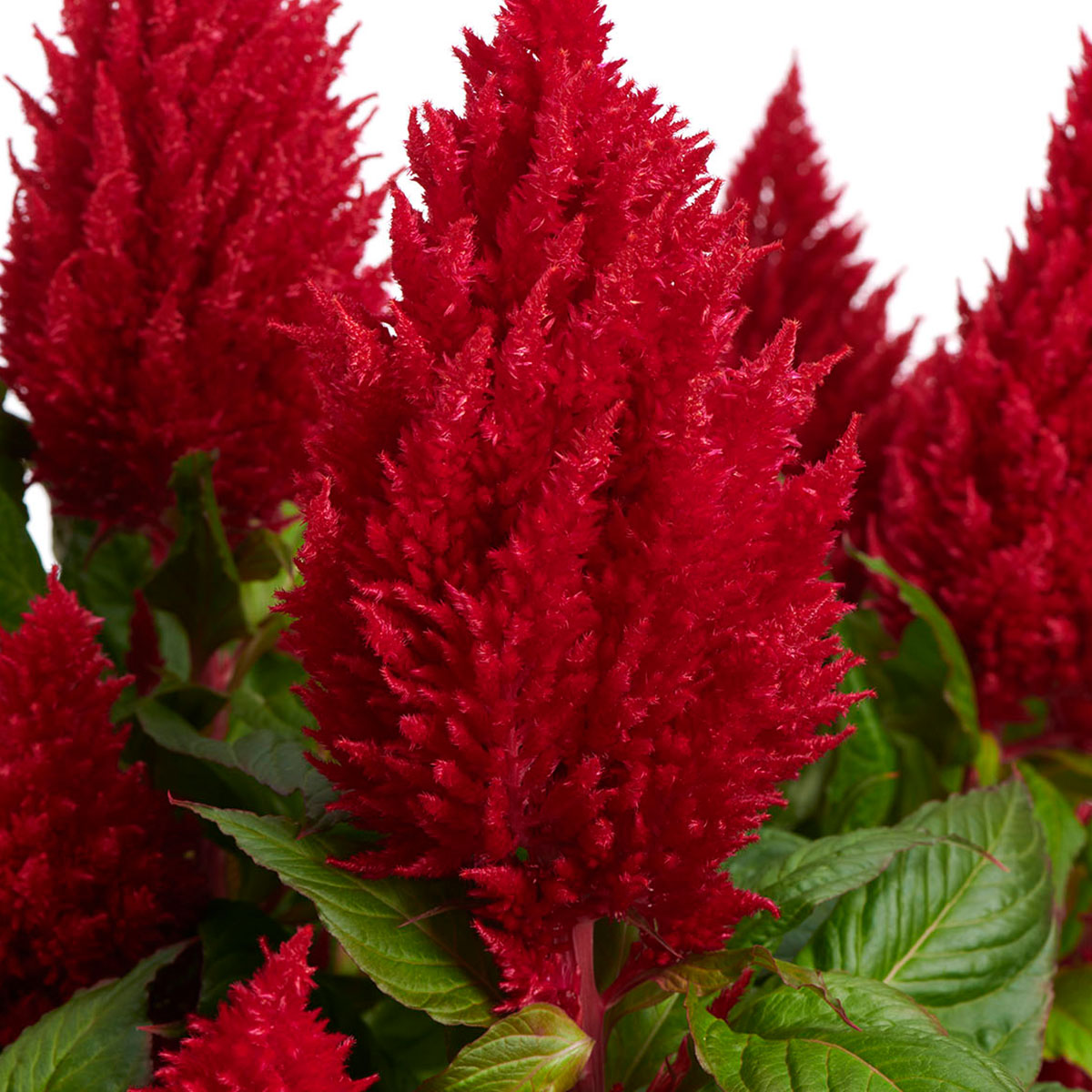 Celosia XXL Red