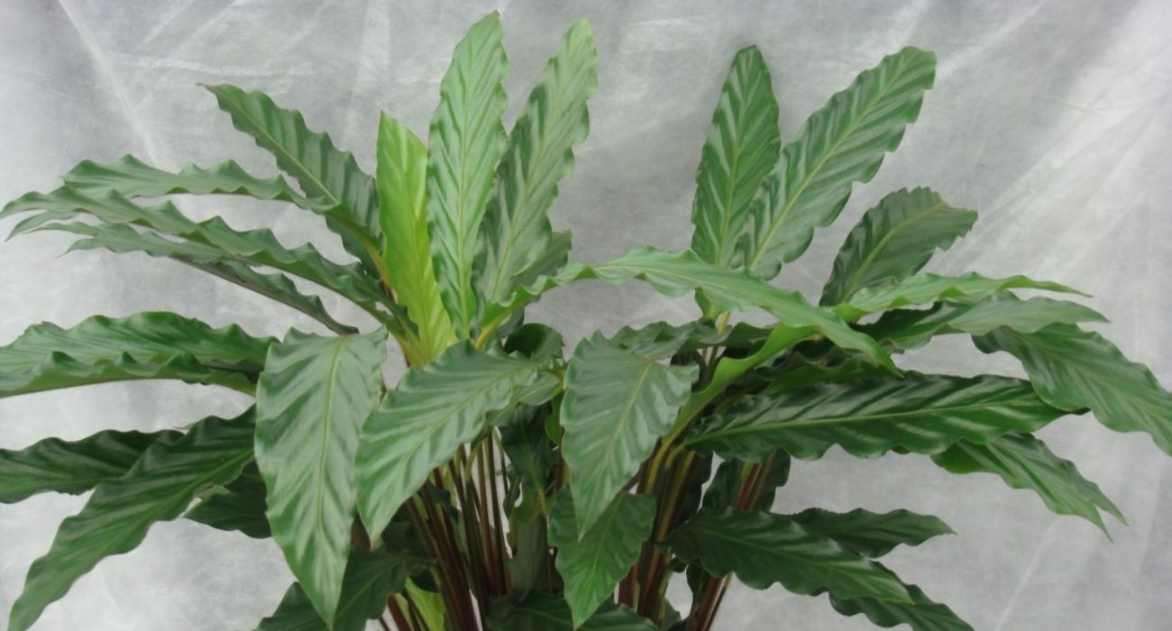 calathea-mirosha-green-indoor-plant-on-thursd-header