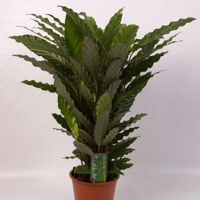 pseudolarix bonsai pflege Bonsai Pseudolarix (S shape)  Secret Garden Plant Shop