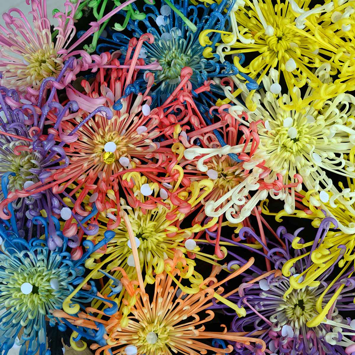 Chrysanthemum Fireworks™ Mix Product onThursd
