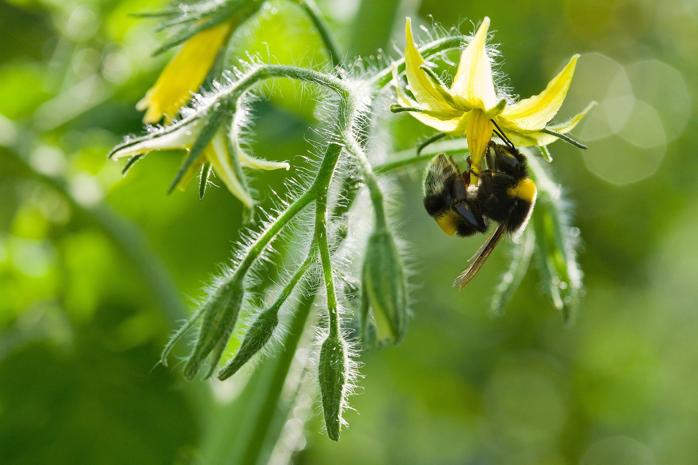 Koppert Biological Systems natural pest control