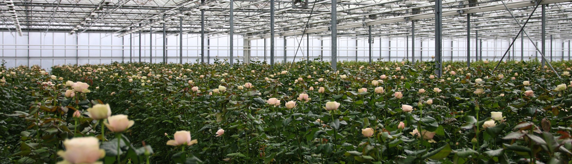 Sustainable Initiatives in Floriculture Vip Roses