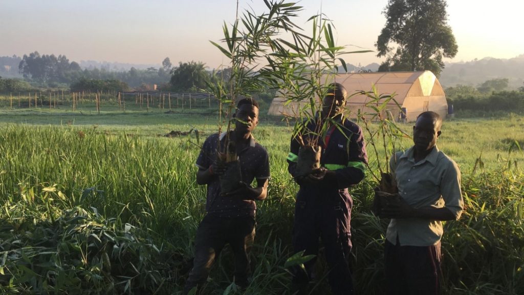 Sustainable Initiatives in Floriculture Bamboo Village Uganda