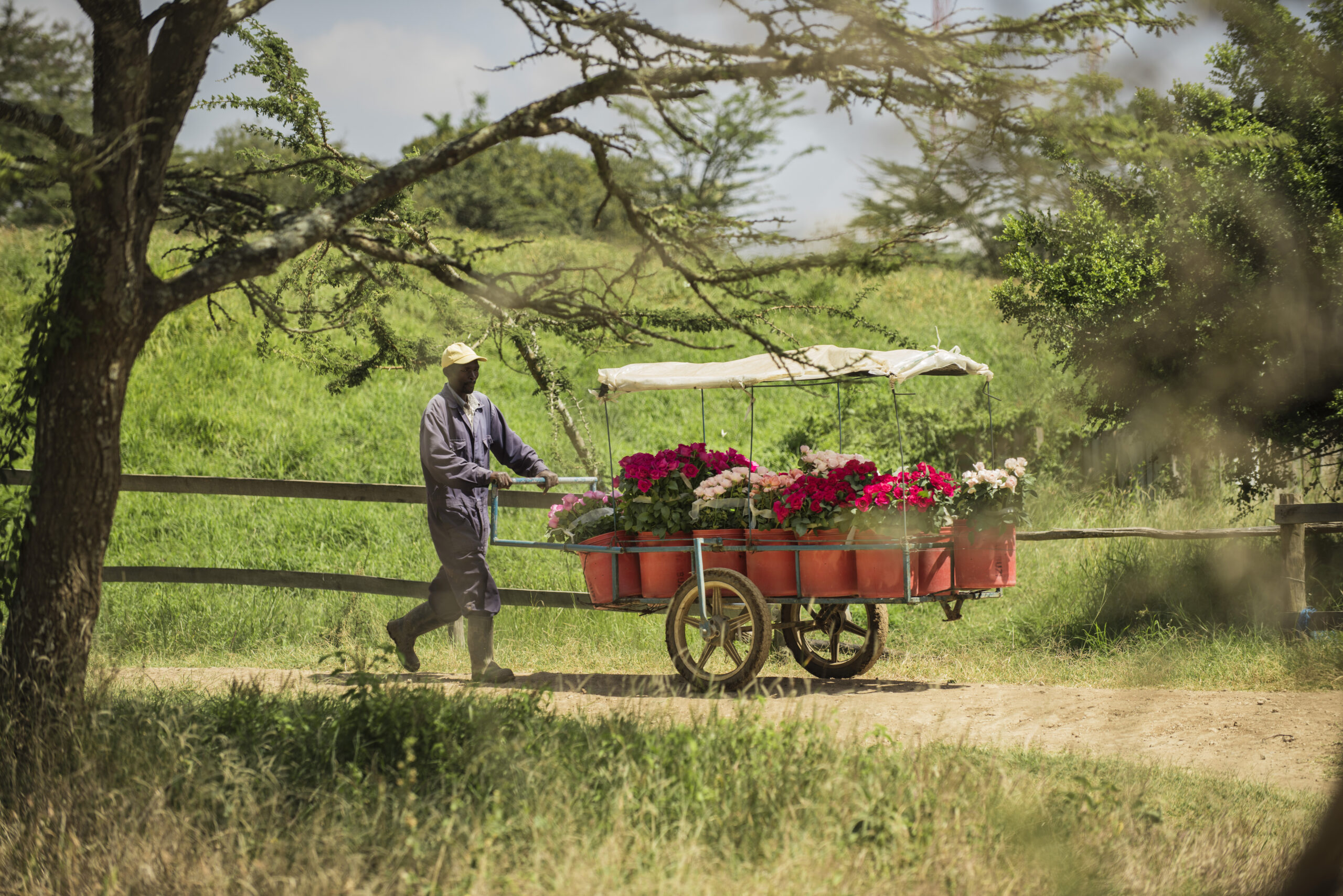 Sustainable Initiatives in Floriculture Tambuzi Roses