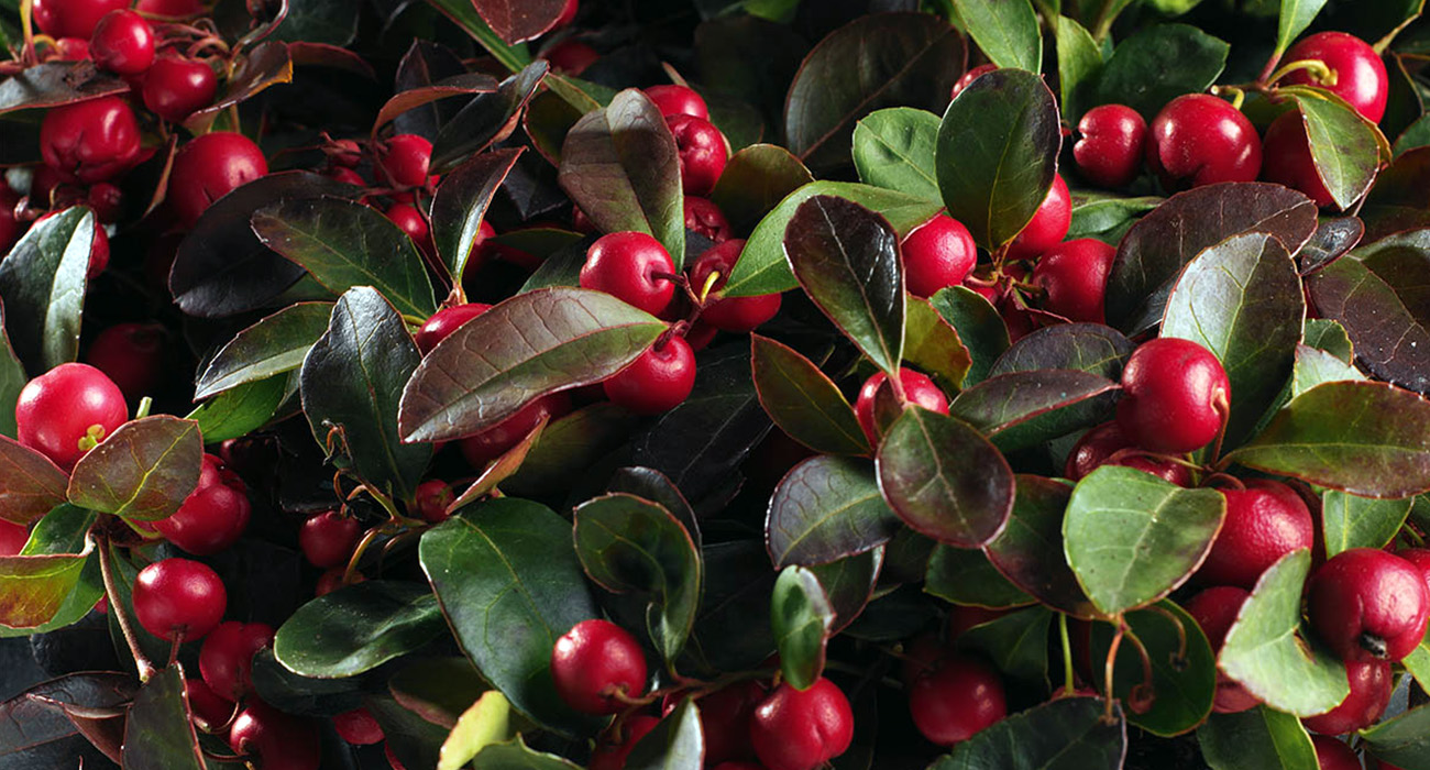 gaultheria-winter-pearls-red-baron-plant-on-thursd-header