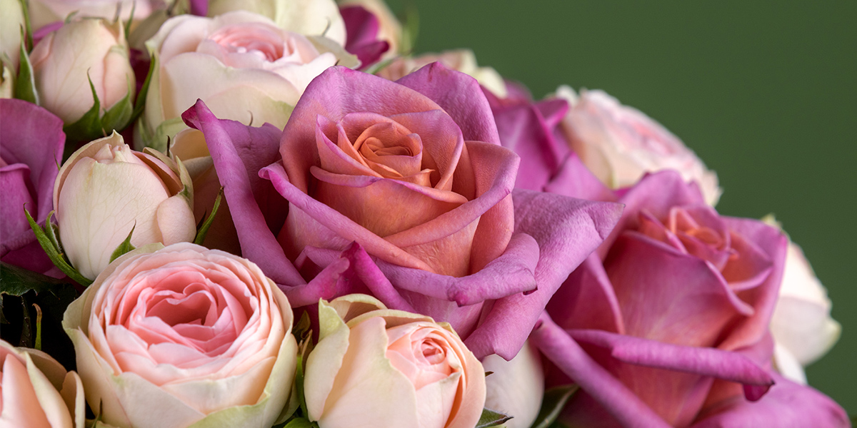 rose-barista-cut-flower-on-thursd-header