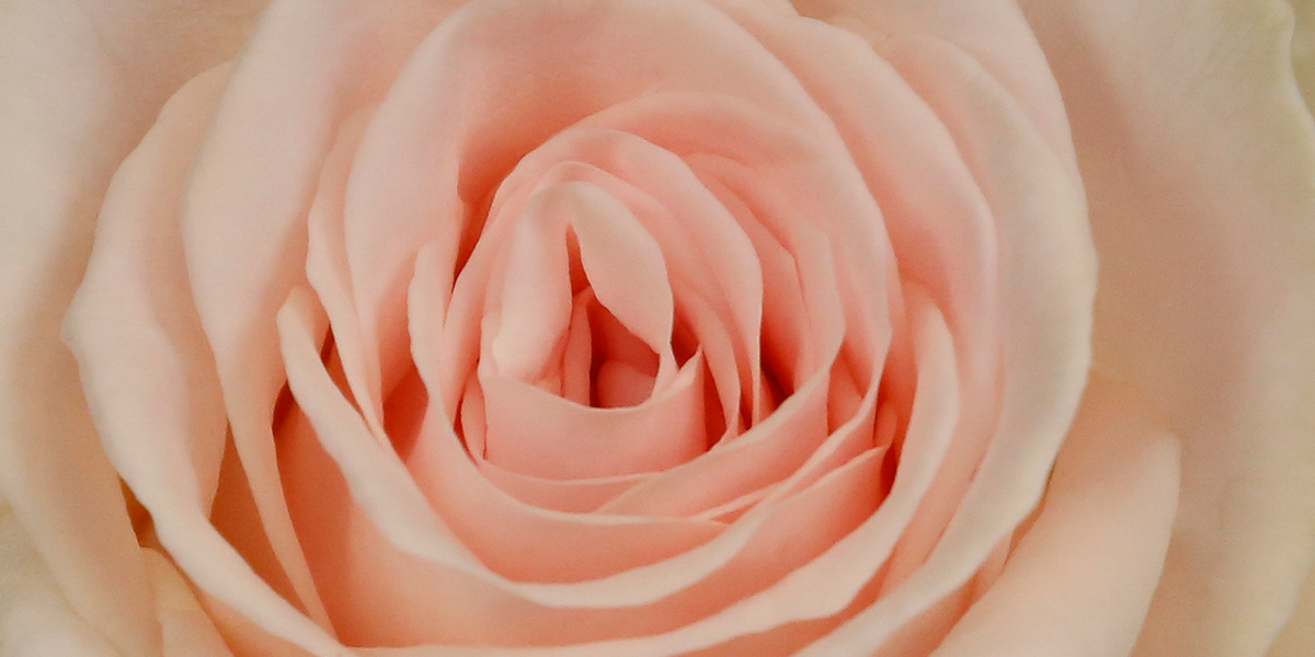 rose-sweet-dolomiti-cut-flower-on-thursd-header