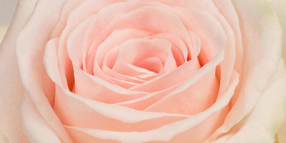 rose-lovely-dolomiti-cut-flower-on-thursd-header