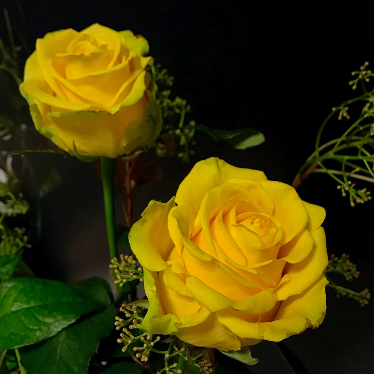 Rose Penny Lane Product onThursd