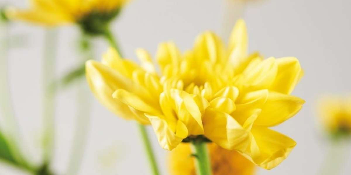 wordpress-header-chrysanthemum-pina-colada-yellow