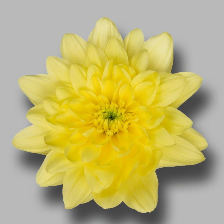 Chrysanthemum Pina Colada Yellow Product onThursd