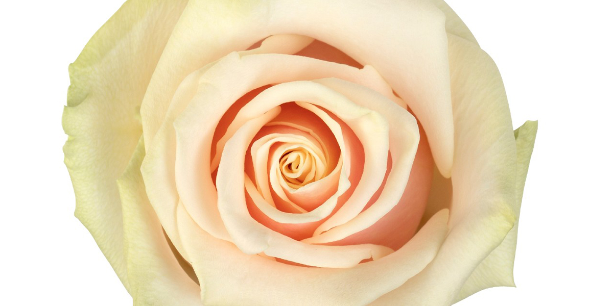 rose-talea-cut-flower-on-thursd-header