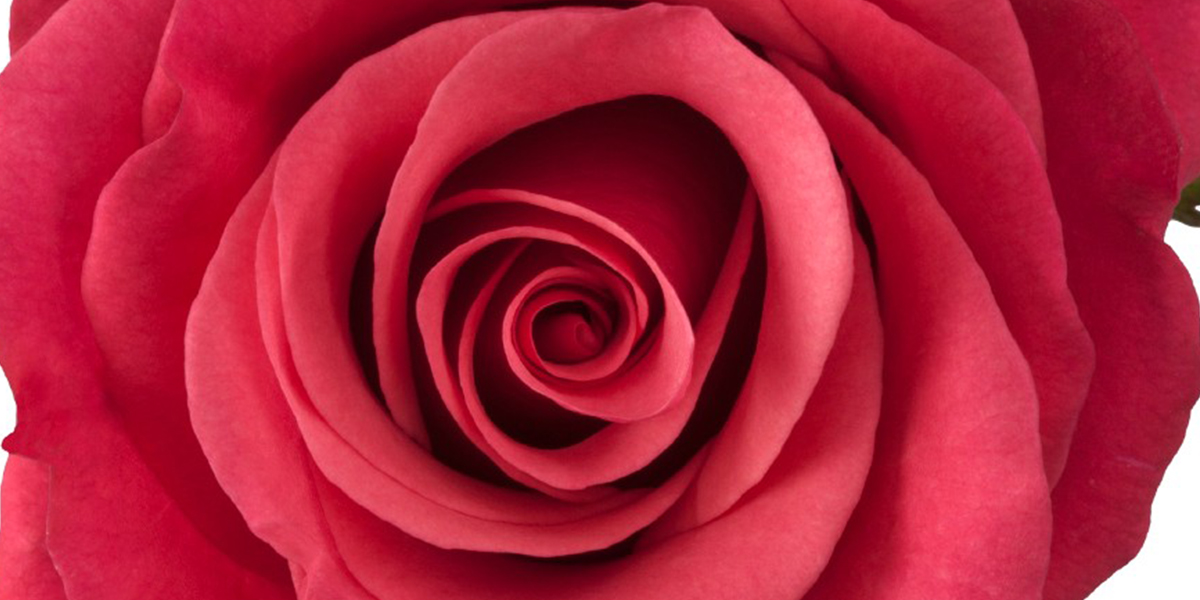 rose-tacazzi-cut-flower-on-thursd-header1