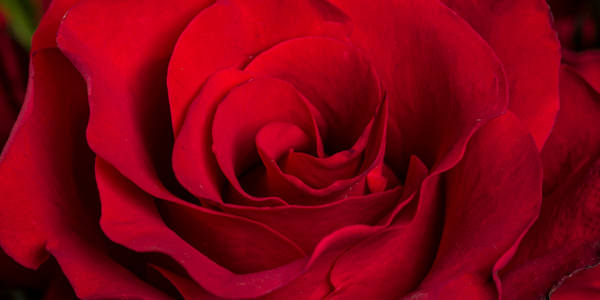 rose-red-tacazzi-cut-flower-on-thursd-header