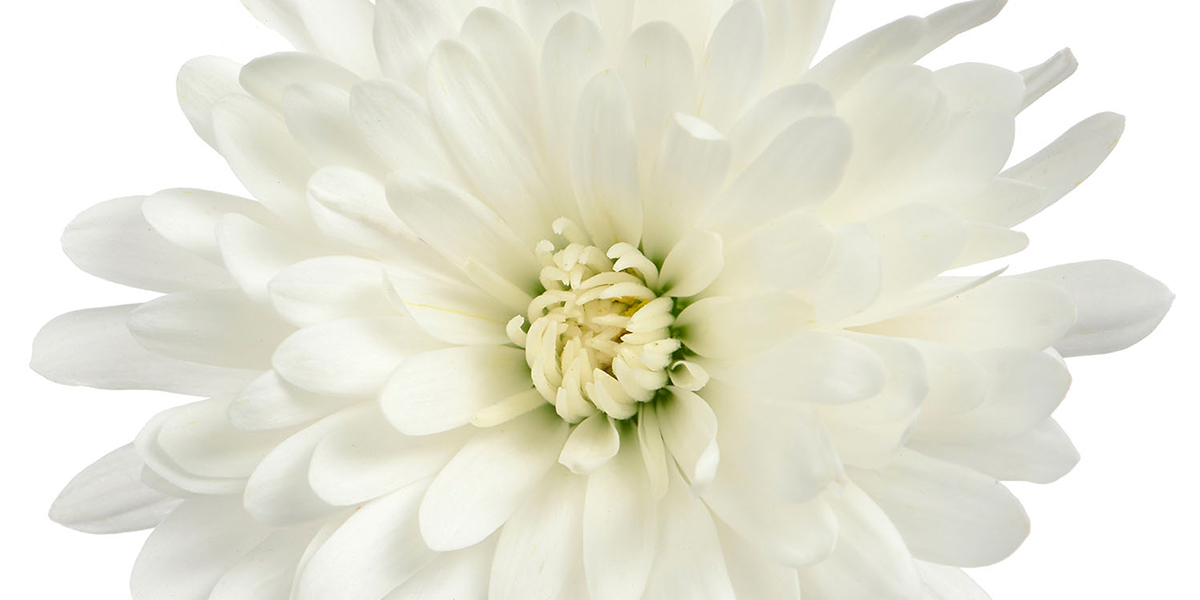 multiflora-tribeca-white-plant-on-thursd-header