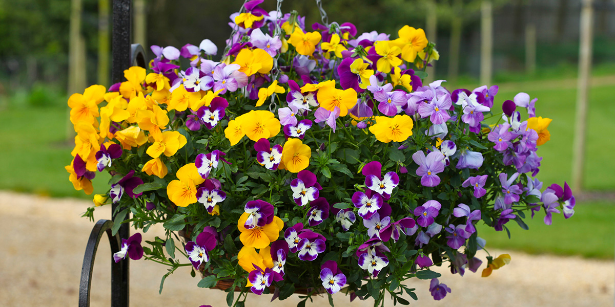 viola-freefall-mix-plant-on-thursd-header