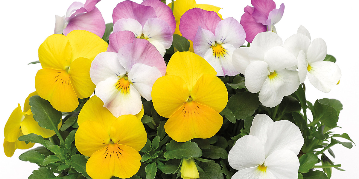 viola-multicolours-mixes-plant-on-thursd-header