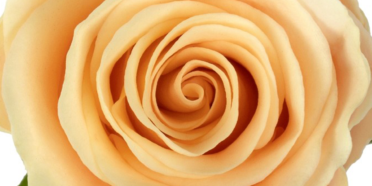 rose-sweet-tacazzi-cut-flower-on-thursd-header