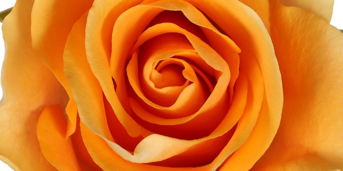 rose-peach-tacazzi-cut-flower-on-thursd-header