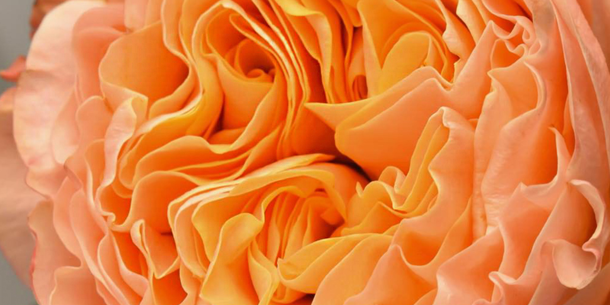 rose-imaging-cut-flower-on-thursd-header