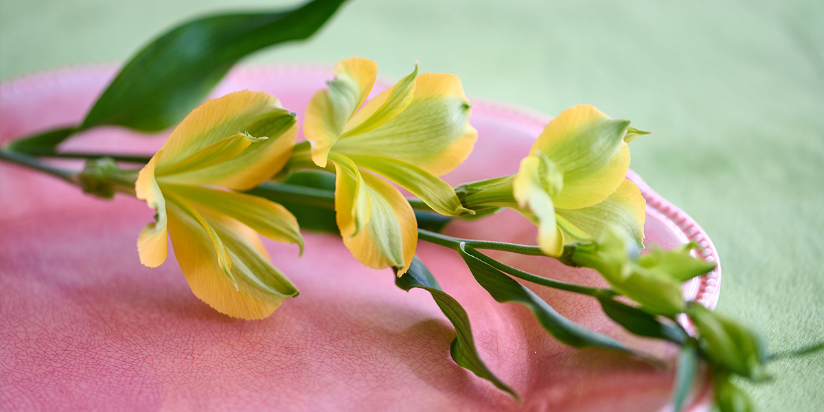 charmelia-yellow-cut-flower-on-thursd-header