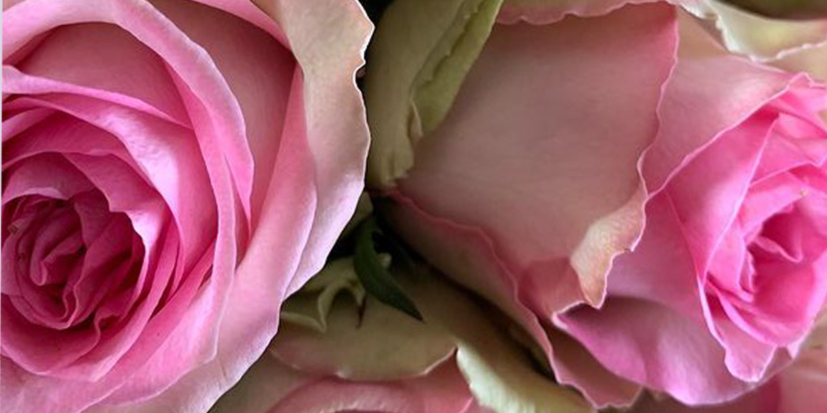 rose-brigitte-bardot-cut-flower-on-thursd-header