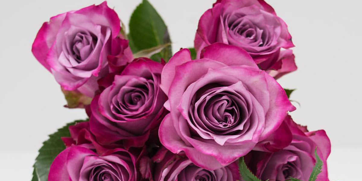 rose-deep-purple-cut-flower-on-thursd-header